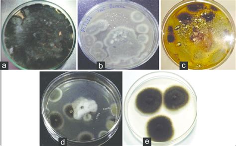 Antifungal Activity Shown By Crude Extracts Of Medicinal Fruit Plants