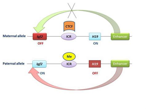 H And Igf Expression Are Expressed From Only One Parental