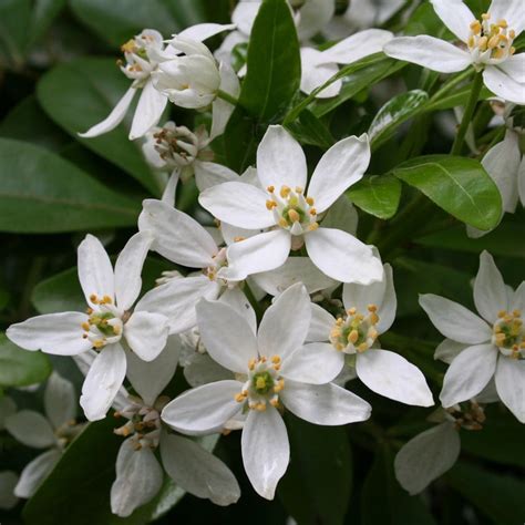 Buy Mexican Orange Blossom Choisya Ternata