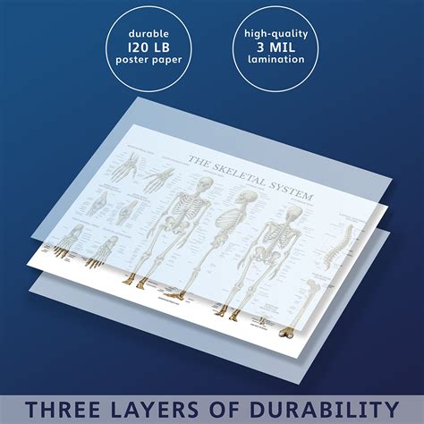 Buy Skeletal System Anatomical Chart Laminated Human Skeleton Hot Sex Picture