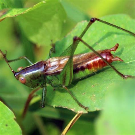 Short Winged Meadow Katydid Male Project Noah