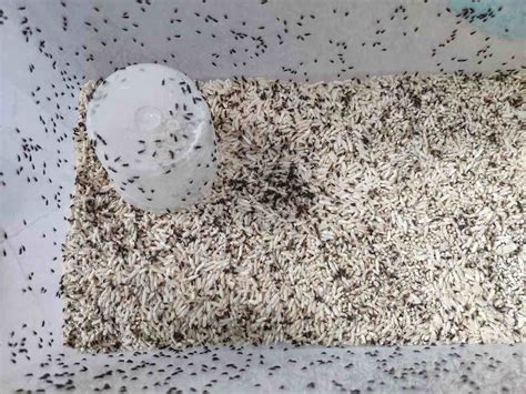 How to Get Rid Of Weevils Without Damaging Rice – Food & Wine