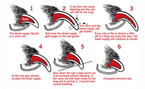 How To Trim Your Dog’s Nails Safely Without Stress