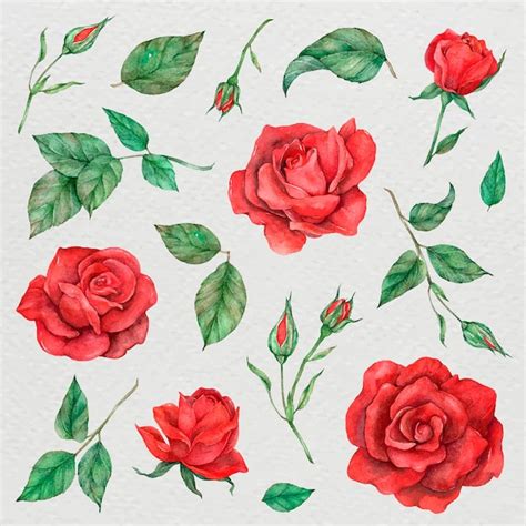 Collection De Roses Et De Feuilles Vectorielles Vecteur Premium