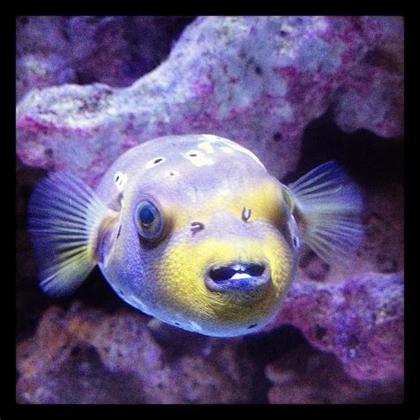 Dog Face Puffer Fish Profile Care Food Reef Safe Lifespan