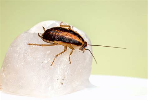 Best Cockroaches Control Cockroach Exterminator Senske