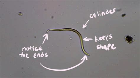 Intro To Nematodes Flashcards Quizlet