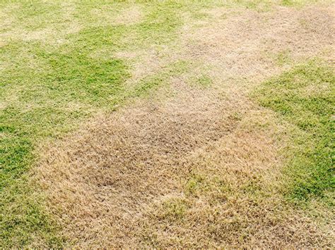 How To Revive Dead Grass Revitalise A Brown Lawn