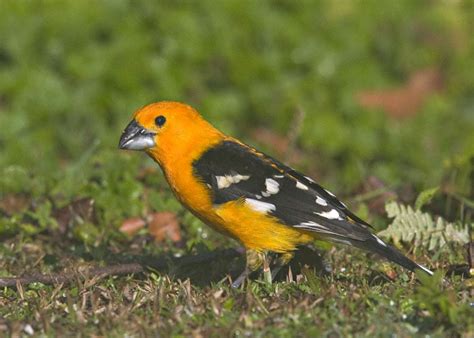 Yellow Grosbeak (Pheucticus chrysopeplus)