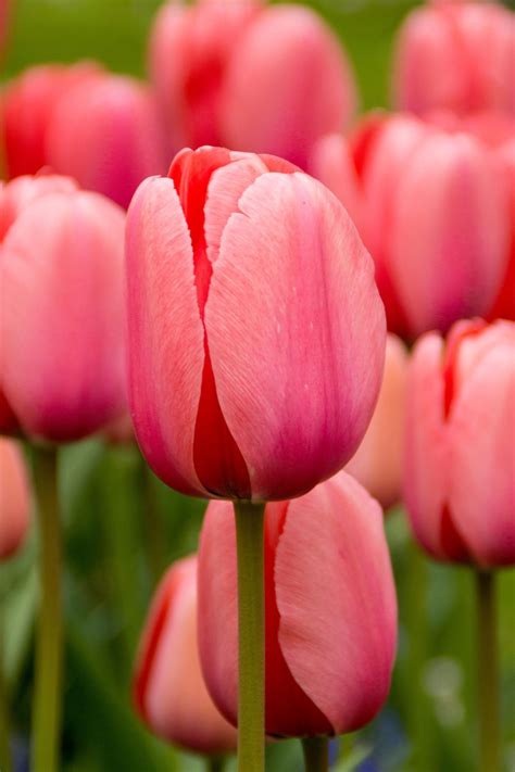 Tulip Pink Impression - 8 Bulbs Preorder - Shop Sugar Creek Gardens