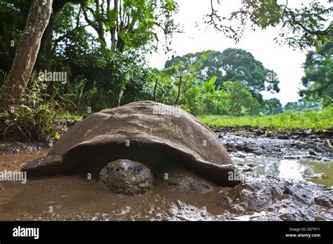 Wild Galapagos Tortoise Geochelone Elephantopus Santa Cruz Island