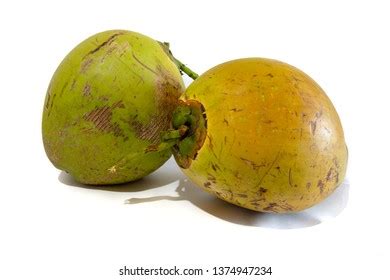 Malayan Yellow Dwarf Images Stock Photos Vectors Shutterstock