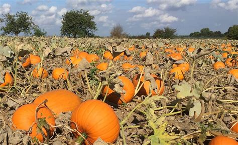 Pumpkin Patches Where You Can Pick Your Own Pumpkins In Kent This October