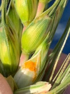 Wheat Disease Update Oklahoma State University