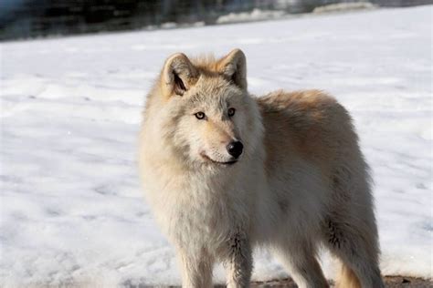 Male Mackenzie Valley Animals Dogs Wolf