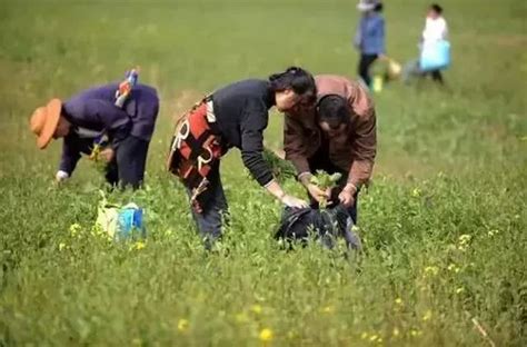 春天到了合肥周边最全挖野菜攻略赶紧收了