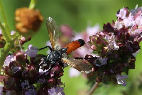 Diptera Info Discussion Forum Cylindromyia Sp Or Is There More