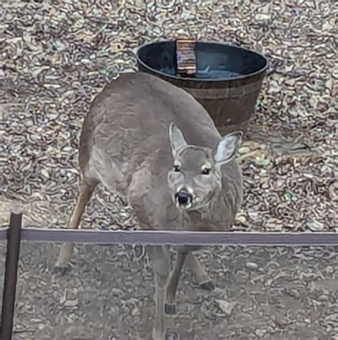 What is wrong with this deer? Is she just fat?? : r/deer