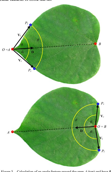 Figure 1 From Leaf Identification Using Apical And Basal Features