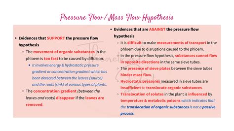 Translocation in Phloem, Phloem Loading & Unloading + Pressure Flow ...