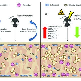 In Vivo Rodent Models Show Irradiation Alters The Bone Marrow