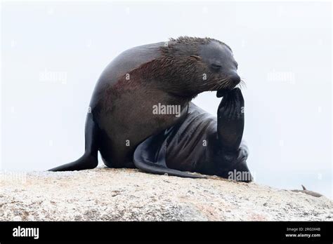 Cape Fur Seal Arctocephalus Pusillus Adult Female Scratching Its