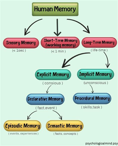 Human memory | Memory psychology, Human memory, Episodic memory