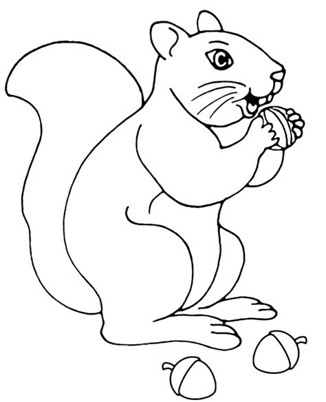 Rodent Squirrel Coloring Page