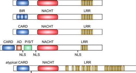 The Structural Domains Of NLRC5 The Typical Domains Of The NLR