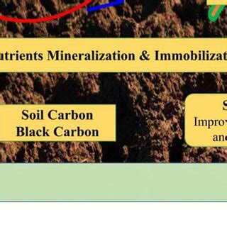 Carbon cycle in the soil-plant-microbes-atmosphere interaction ...