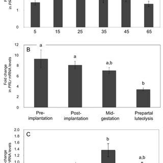 Expression Of Canine PRLr 1 And GAPDH 2 In Anterior Pituitary