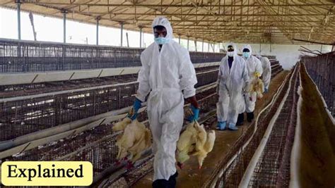 Explained What Is Culling And How India Is Taking Care Of Bird Flu