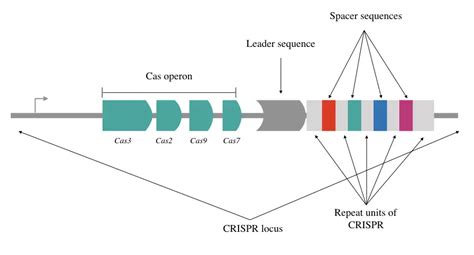 How Does The Crispr Mediated Adaptive Immune System Work In Bacteria Genetic Education