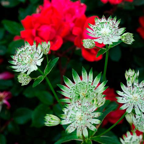 Astrantia Major White Giant White Flower Farm