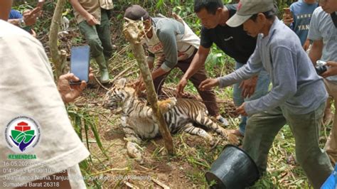 Harimau Sumatera Ditemukan Mati Terjerat Di Pasaman