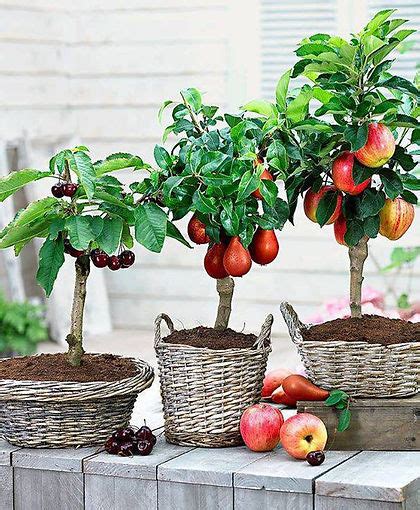 Aprender Sobre 30 Imagem Cerejeira Frutifera Em Vaso Br Thptnganamst