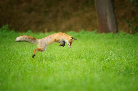 Fox Hunting Stock Photos, Images and Backgrounds for Free Download