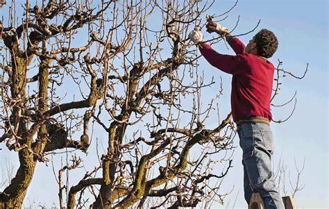 Understanding the Different Types of Tree Pruning Techniques ...