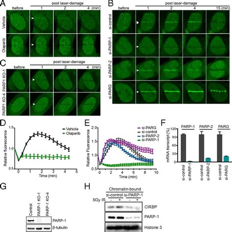 PARP 1dependent Recruitment Of Cold Inducible RNA Binding Protein