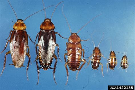 American Cockroach Size