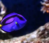 Dory - Description, Habitat, Image, Diet, and Interesting Facts