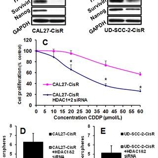 Hdac Knockdown By Sirna Significantly Reverses Cisplatin Resistance