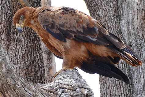 Trauerkraut On Twitter My Today S Birdsofprey Are Tawny Eagles