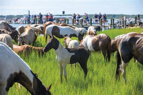 The Swimming Ponies Of Chincoteague - COWGIRL Magazine