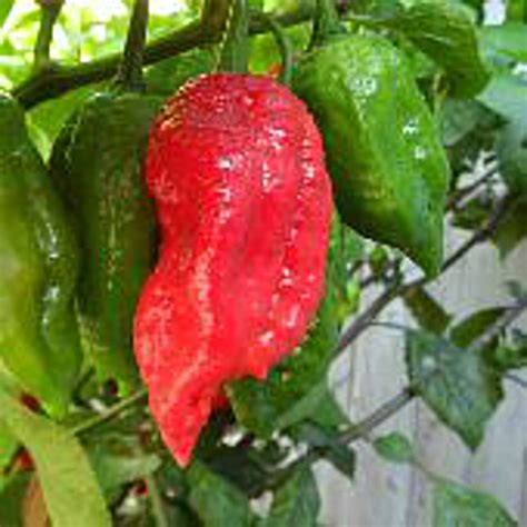 Naga Viper Pepper Seeds Pepper Joes 49 Off