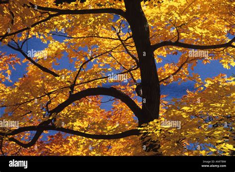 Fall colors in Gatineau Park, Quebec, Canada Stock Photo - Alamy