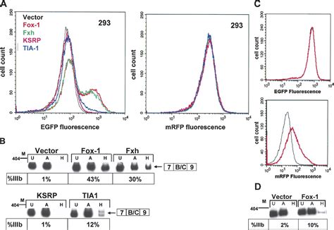 Identification Of Rna Binding Proteins That Regulate Fgfr2 Splicing