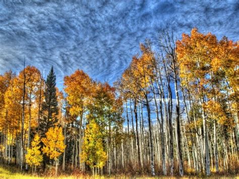 dixie national forest  smokey wire national forest news  views