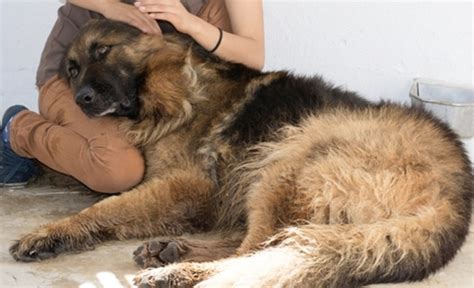 Ben Wunderschöne Leonberger Mix Sitzt In Der Tötung •