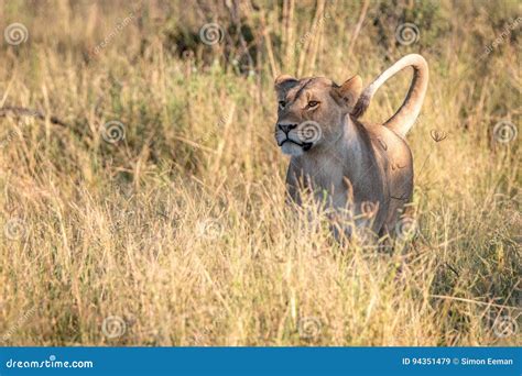 A Female Lion Walking In The Grass Stock Image Image Of Animal